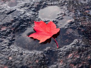 Превью обои лист, красный, лужа, кленовый, мокрый, после дождя