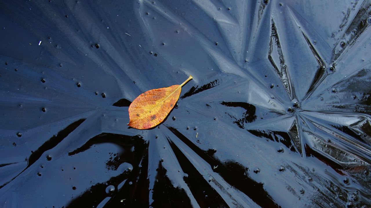Обои лист, лед, осень, природа