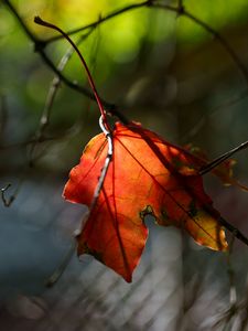 Превью обои лист, макро, оранжевый, осень, размытие