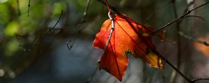 Превью обои лист, макро, оранжевый, осень, размытие