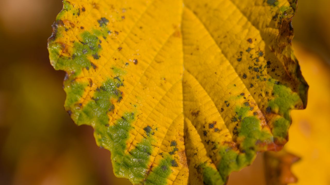 Обои лист, макро, текстура, желтый, блюр