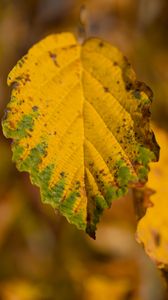 Превью обои лист, макро, текстура, желтый, блюр