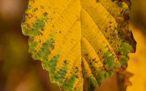 Превью обои лист, макро, текстура, желтый, блюр