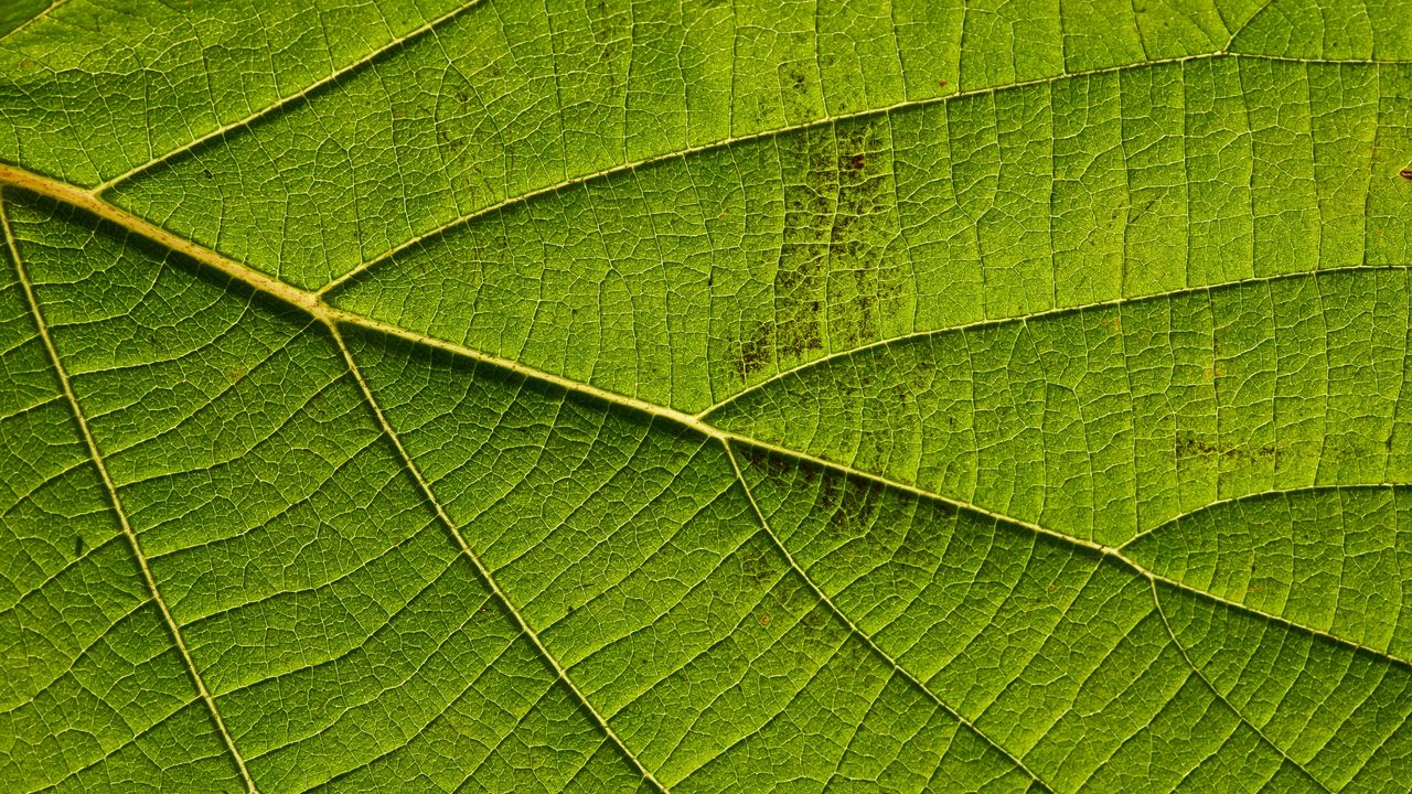 Обои лист, макро, зеленый, жилки
