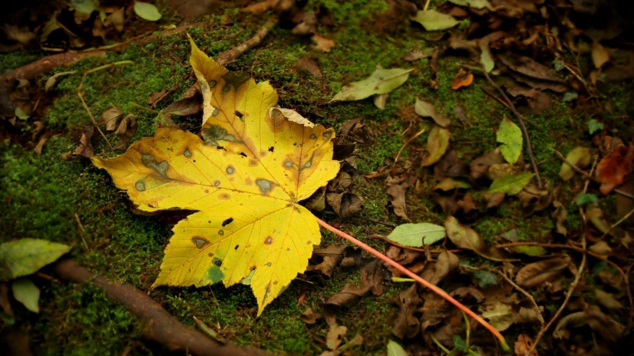 Обои лист, мох, осень, клен, желтый, вкрапления