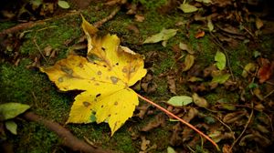 Превью обои лист, мох, осень, клен, желтый, вкрапления