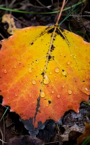 Превью обои лист, осень, капли, дождь, макро