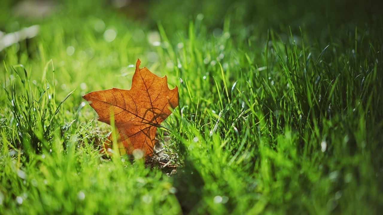 Обои лист, осень, клен, трава, размытость