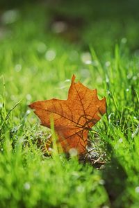 Превью обои лист, осень, клен, трава, размытость