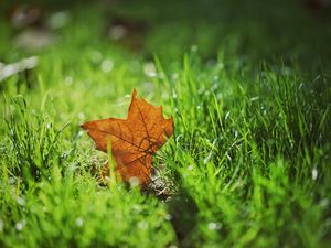 Превью обои лист, осень, клен, трава, размытость
