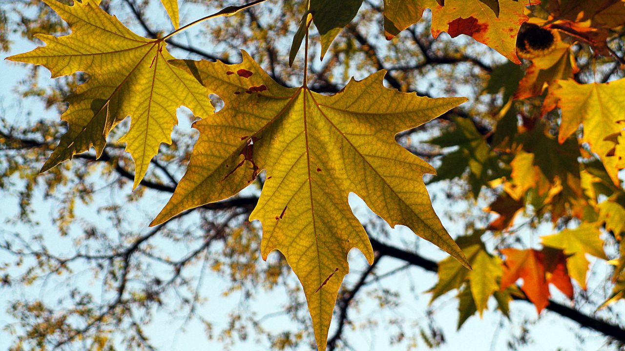 Обои лист, осень, клен, природа