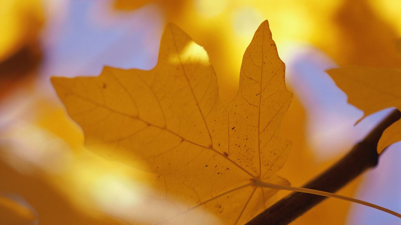 Обои лист, осень, клен, желтый, ветка, жилки