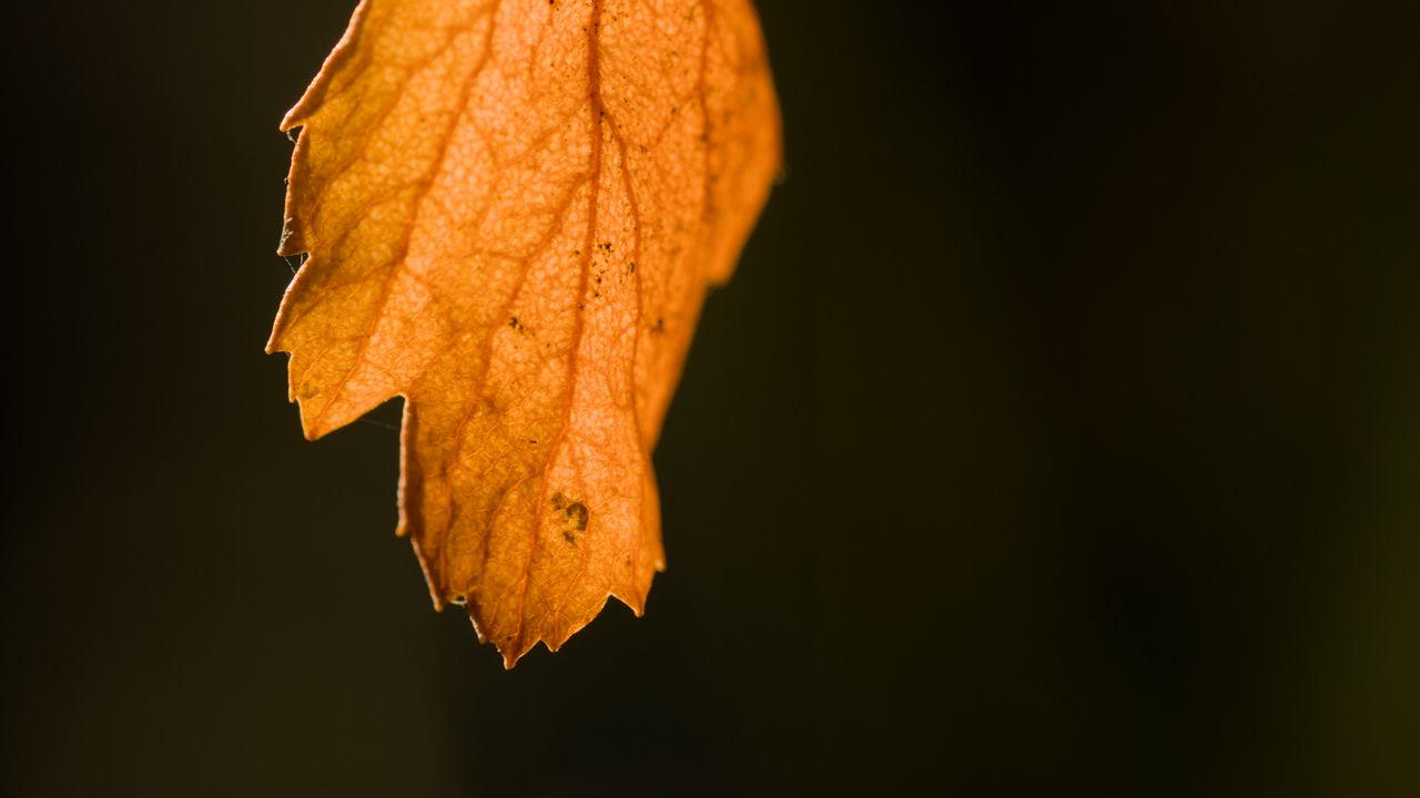 Обои лист, осень, макро, сухой