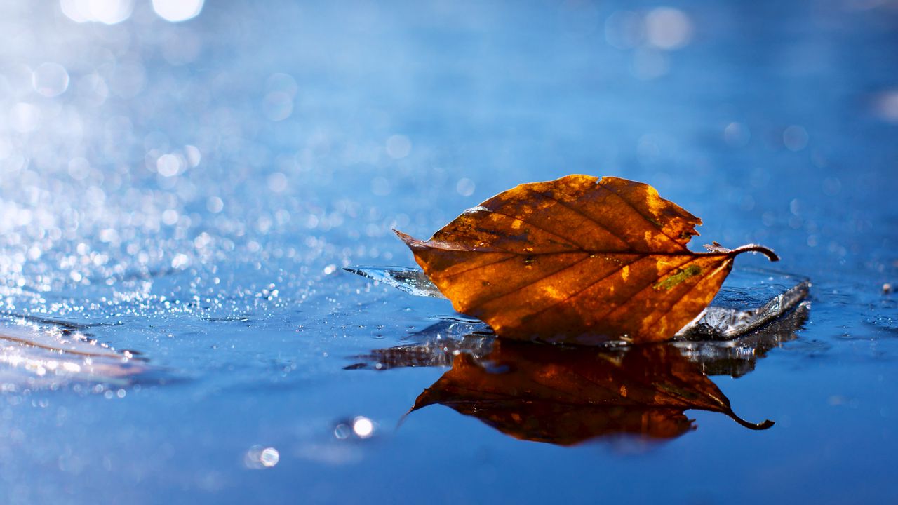 Обои лист, осень, опавший, сухой, вода, жидкость