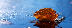 Превью обои лист, осень, опавший, сухой, вода, жидкость