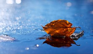 Превью обои лист, осень, опавший, сухой, вода, жидкость