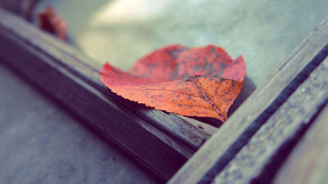 Обои лист, осень, опавший, поверхность