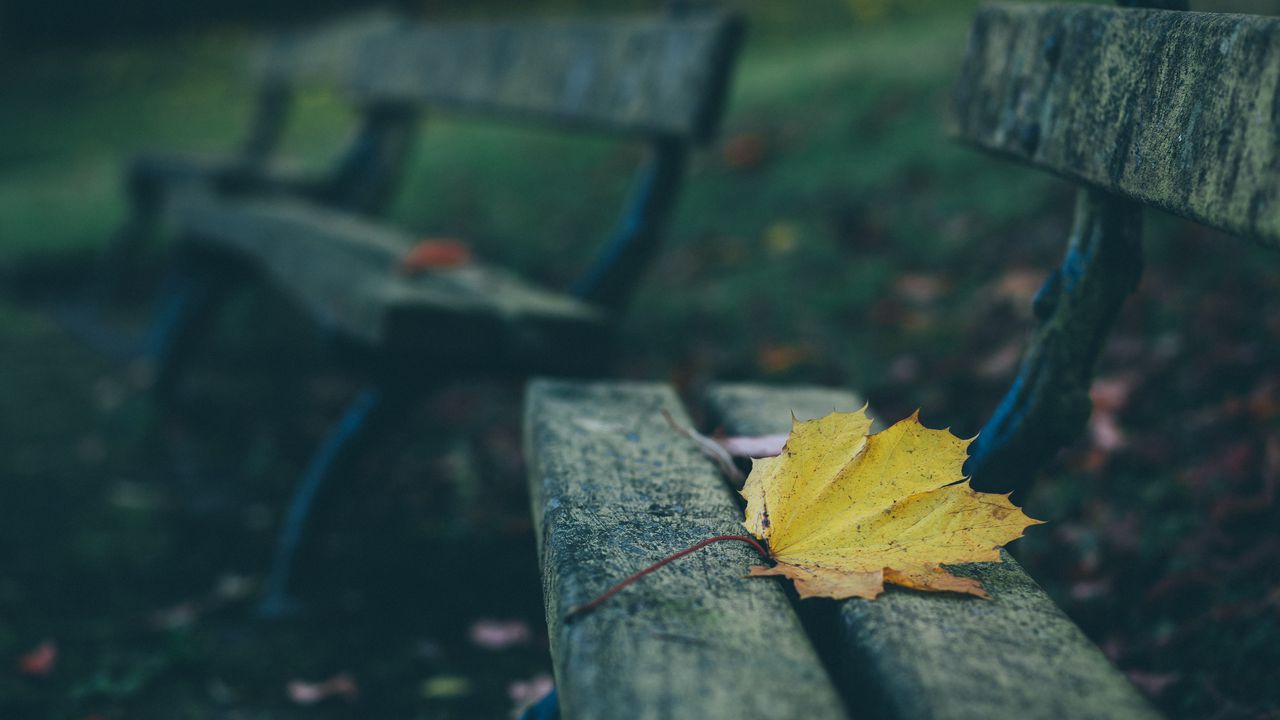 Обои лист, осень, скамейка