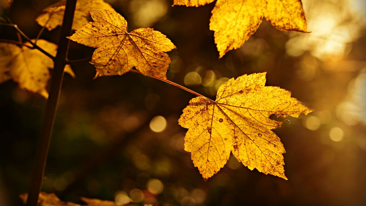 Обои лист, осень, ветка, размытость