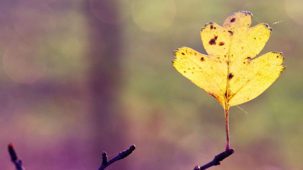 Обои лист, осень, ветка, паутина, яркий, желтый