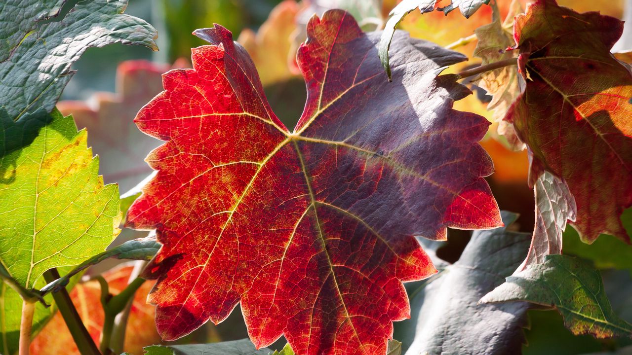 Обои лист, осень, виноград, ветки