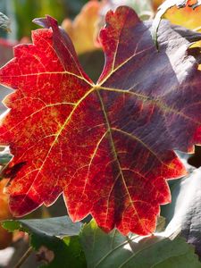 Превью обои лист, осень, виноград, ветки