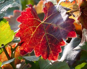 Превью обои лист, осень, виноград, ветки