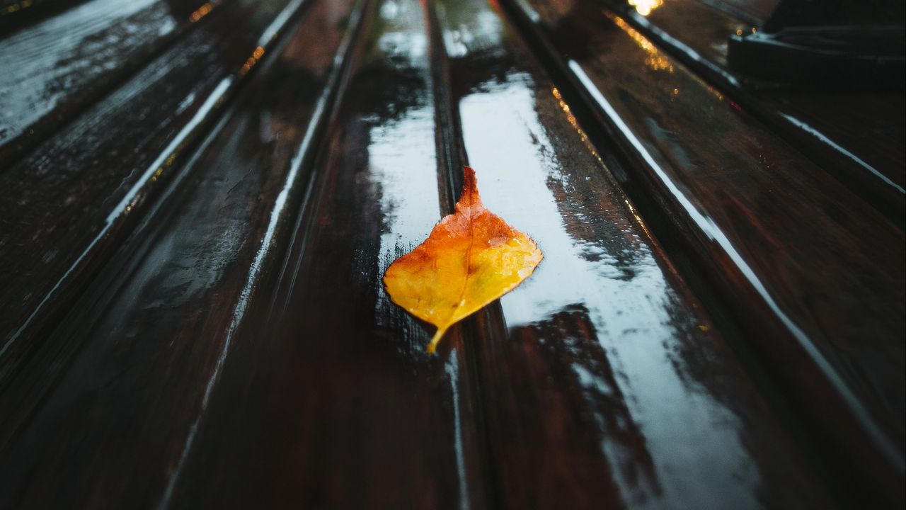 Обои лист, осень, влага, дождь