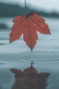 Превью обои лист, осень, вода, отражение, круги