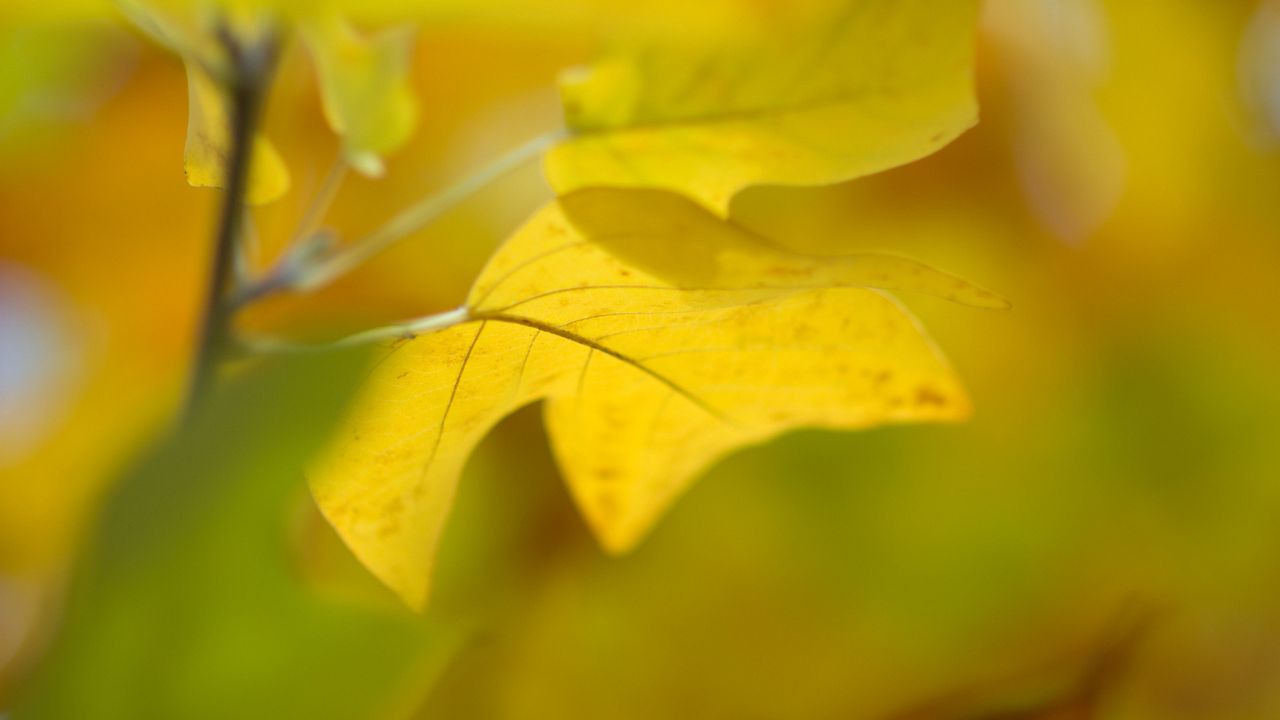 Обои лист, осень, желтый, фон