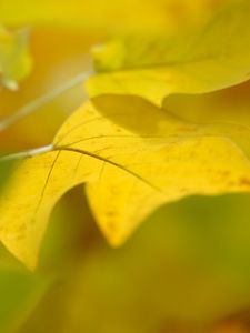 Превью обои лист, осень, желтый, фон