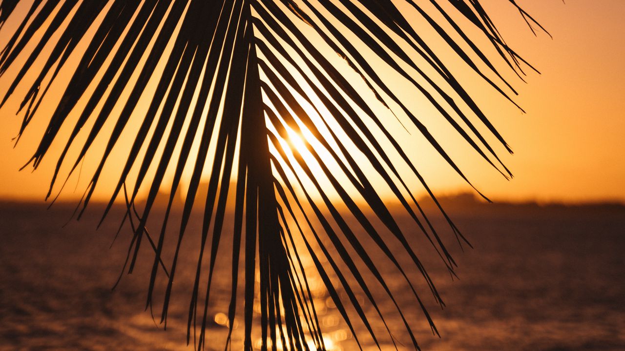 Обои лист, пальма, закат, горизонт