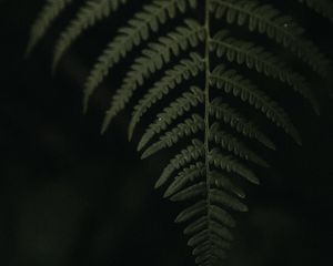 Превью обои лист, папоротник, зеленый
