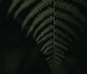 Превью обои лист, папоротник, зеленый