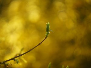 Превью обои лист, почка, ветка, размытие, весна