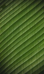 Превью обои лист, полосы, поверхность, текстура, зеленый, тропический