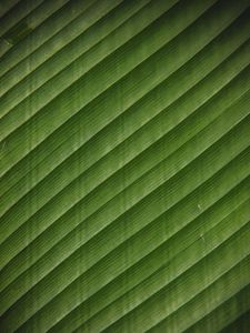 Превью обои лист, полосы, поверхность, текстура, зеленый, тропический