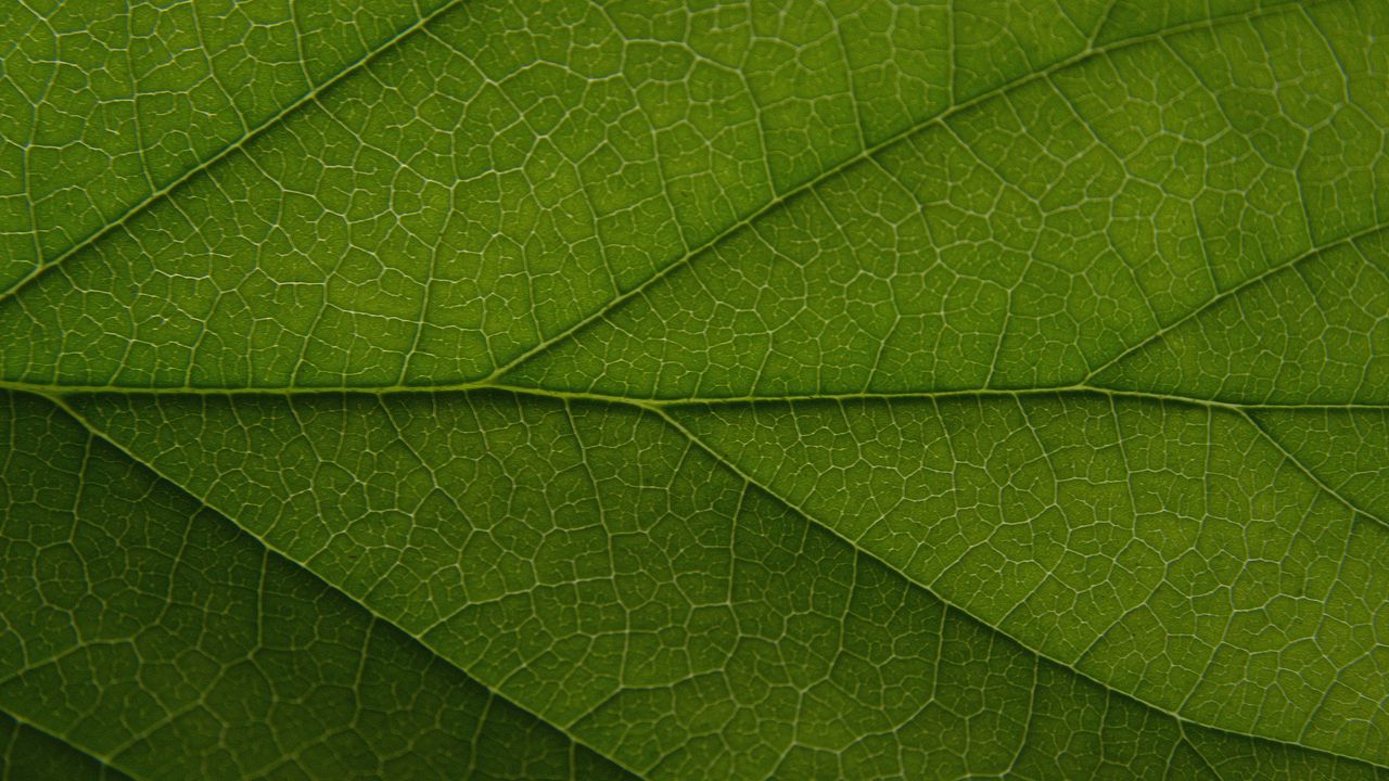 Обои лист, прожилки, линии, макро, зеленый, зелень