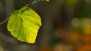 Превью обои лист, прожилки, свет, макро, осень
