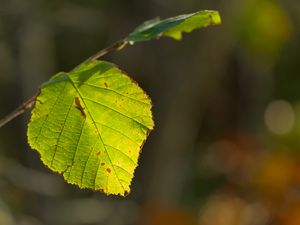 Превью обои лист, прожилки, свет, макро, осень