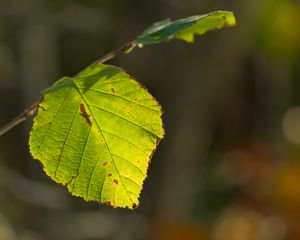 Превью обои лист, прожилки, свет, макро, осень
