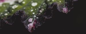 Превью обои лист, растение, макро, пятна