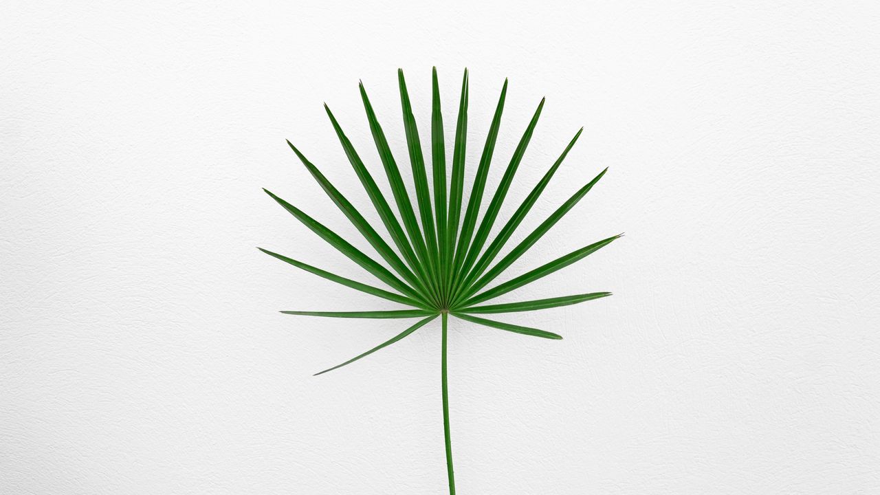 Обои лист, растение, минимализм, зеленый, белый
