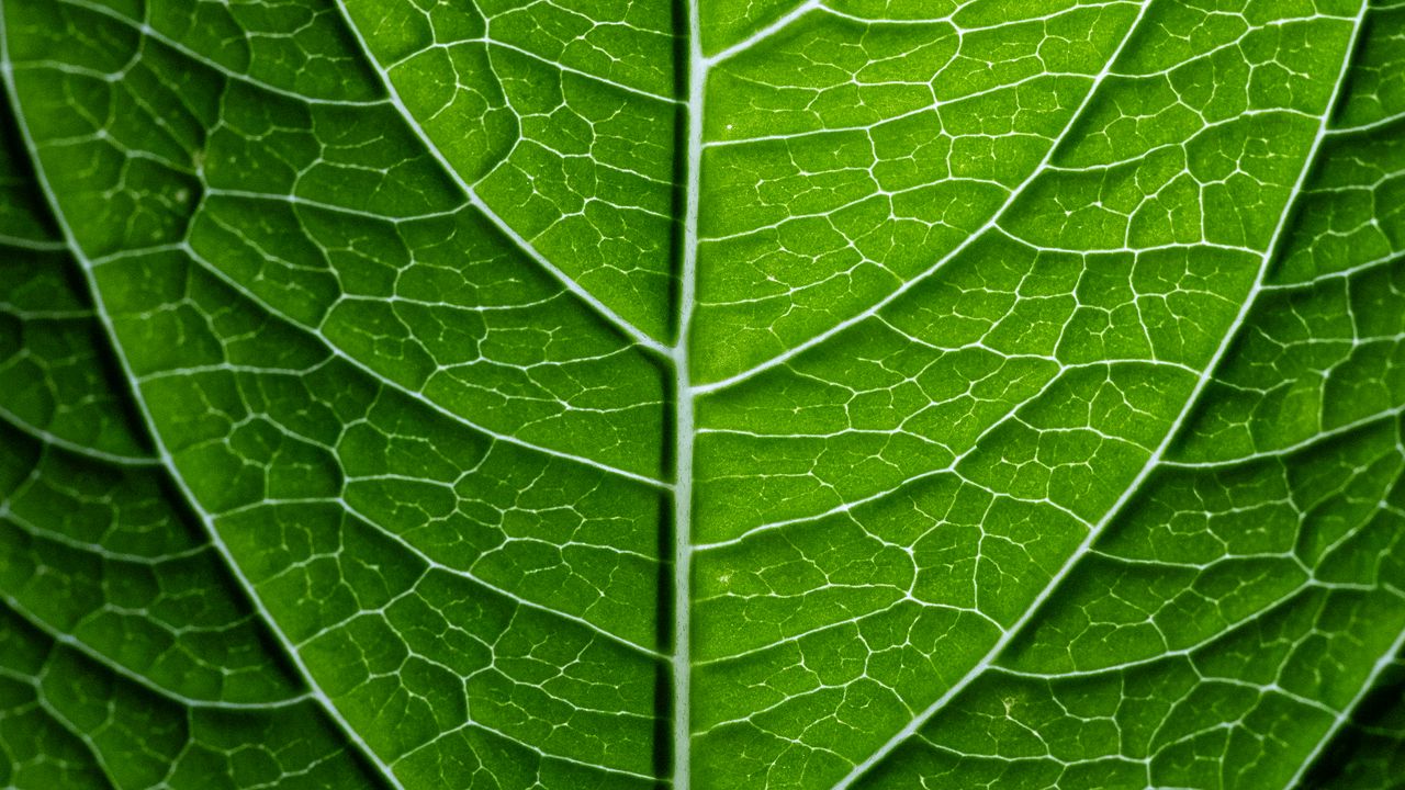 Обои лист, растение, рельеф, зеленый, макро