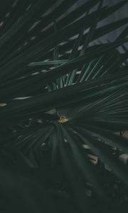 Превью обои лист, растение, резной, темный, зеленый