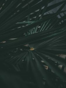 Превью обои лист, растение, резной, темный, зеленый