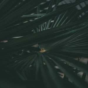 Превью обои лист, растение, резной, темный, зеленый