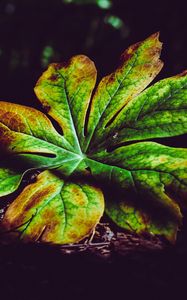 Превью обои лист, растение, резной, осень, тени, крупным планом