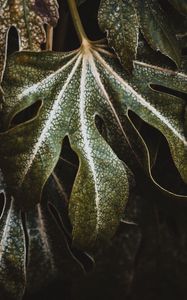 Превью обои лист, растение, резной, зеленый, макро, крупным планом