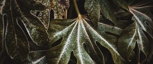 Превью обои лист, растение, резной, зеленый, макро, крупным планом